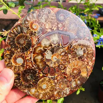 Natūralaus Poliruoto Ammonite Myli Gabalas Akmens Grubus Kristalų Mėginių Plokštė, skirta Apdailai Kolekcionuojamų 11CM